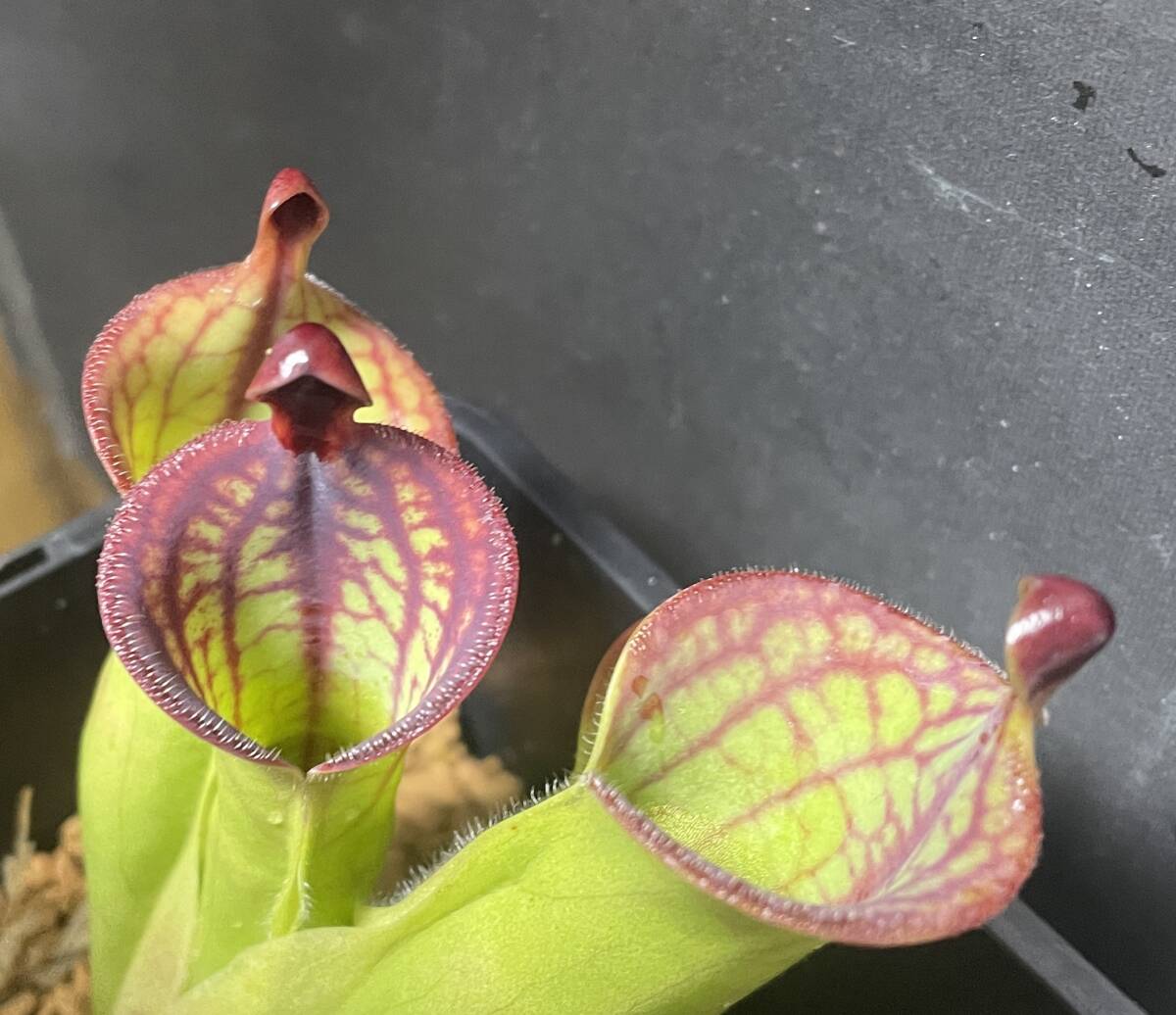 □H. macdonaldae (Cerro Duida Venezuela) ISC ヘリアンフォラ 食虫