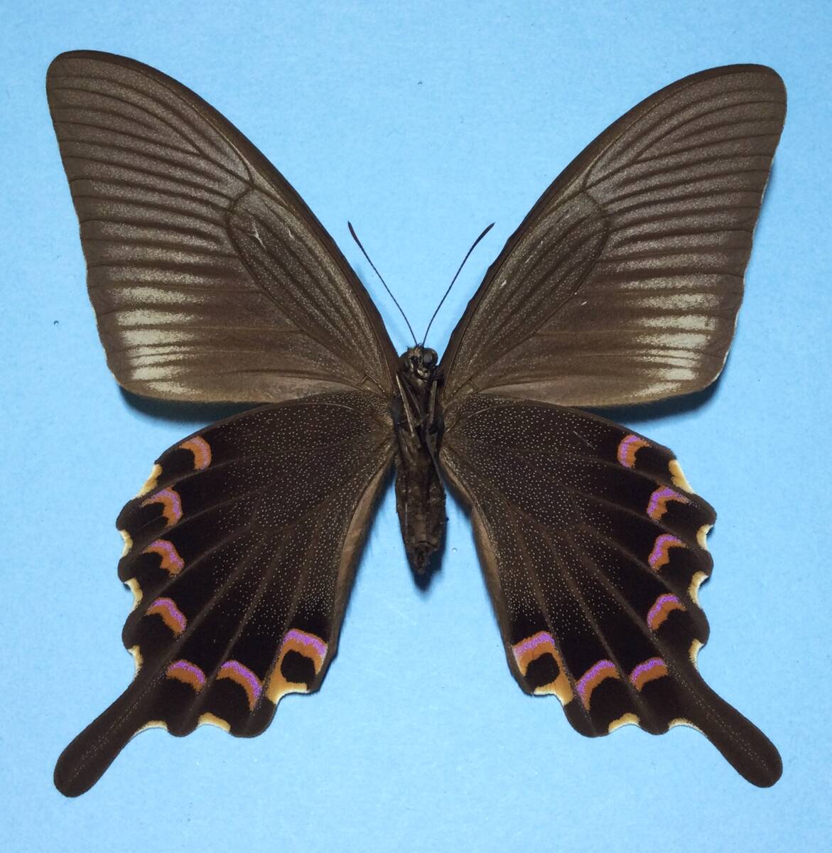 ☆蝶 標本 台湾産 フトオアゲハPapilio agehana maraho♂ 採集品☆