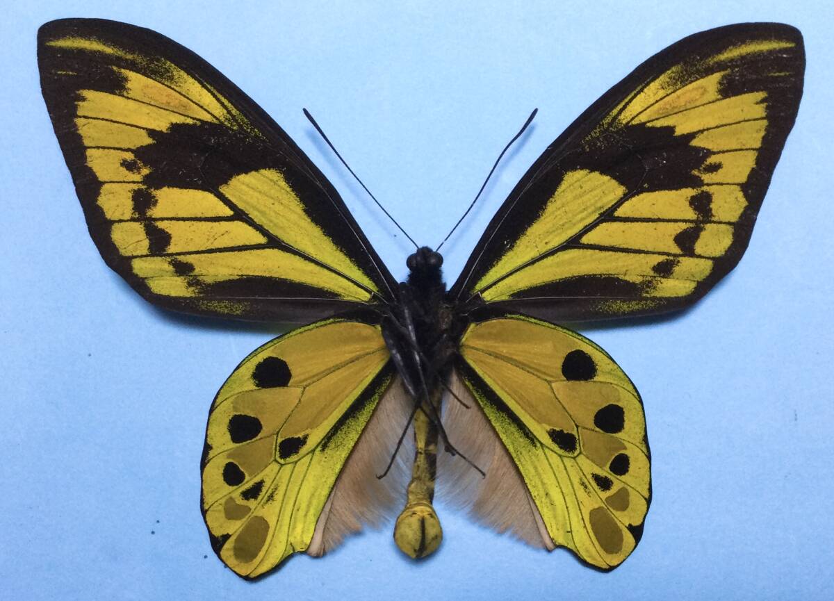 チトヌストリバネアゲハ（1オス、インドネシア産） チトヌストリバネアゲハ（1オス、インドネシア産） Amazon