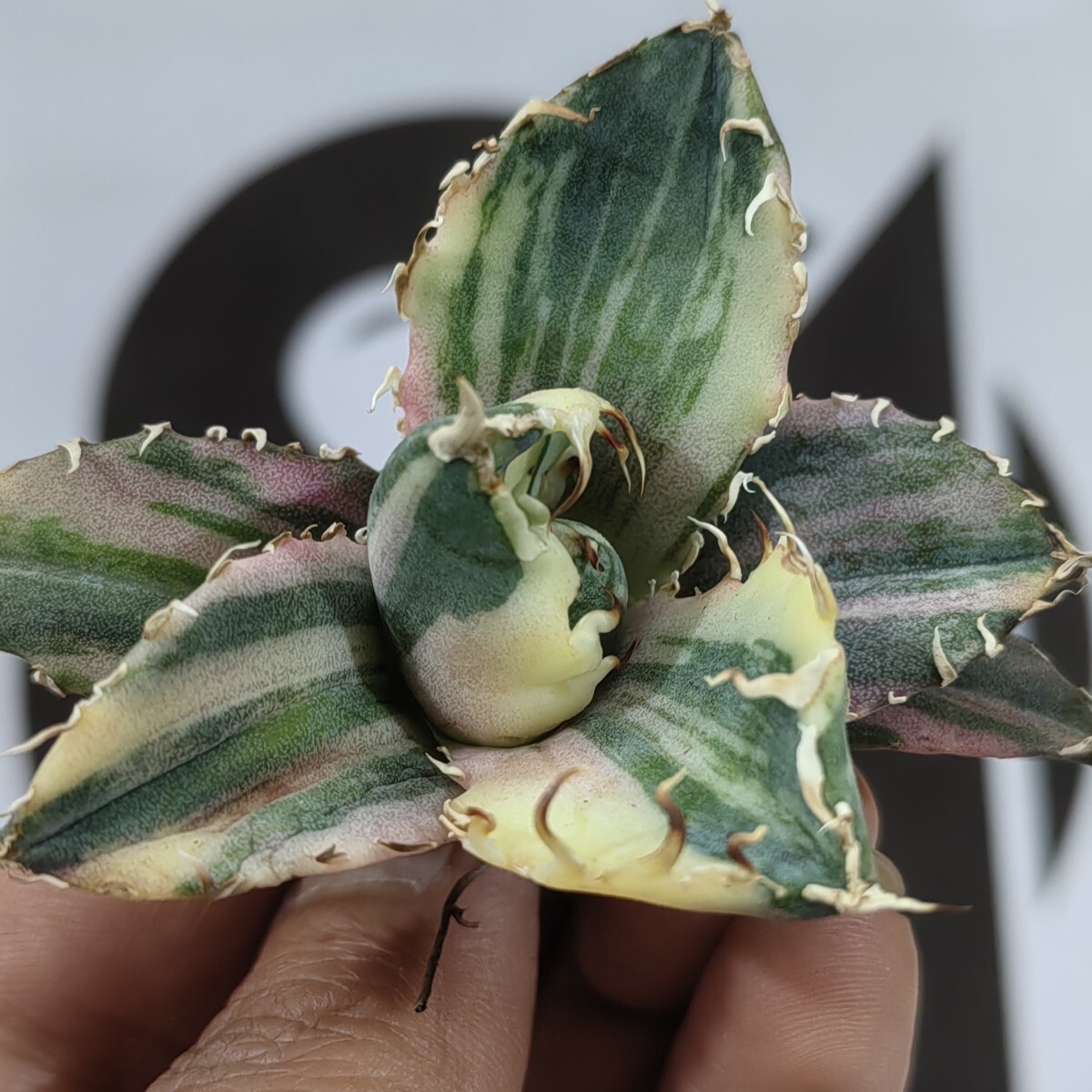 【上澳園芸】 アガベ チタノタ 白鯨錦 縞斑錦 西瓜色 313【上澳園芸】 アガベ Agave チタノタ 白鯨錦 縞斑錦(永久斑