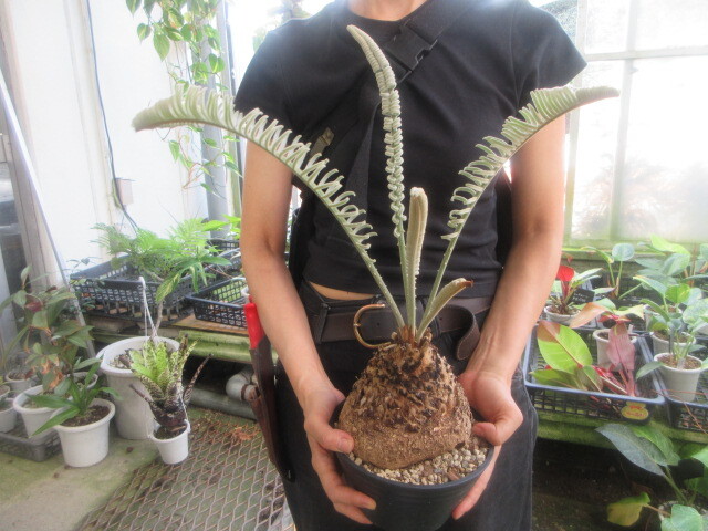 サイカス タイシルバー 9号鉢つき バルブ6センチ❗ ① 2025年最新】鉢