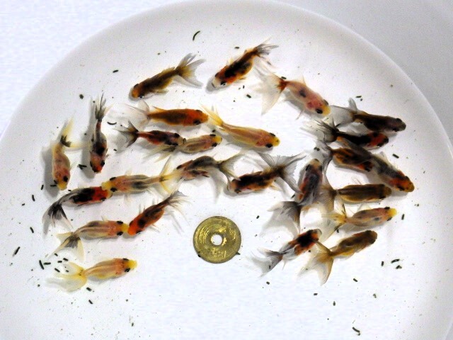 東錦(ニハシアズマ)の仔魚 約4ｃｍ 5匹セット(浜松 二橋養魚場から直送) 25-04-05-1_画像3