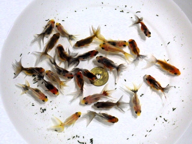 東錦(ニハシアズマ)の仔魚 約4ｃｍ 5匹セット(浜松 二橋養魚場から直送) 25-04-05-1_画像4