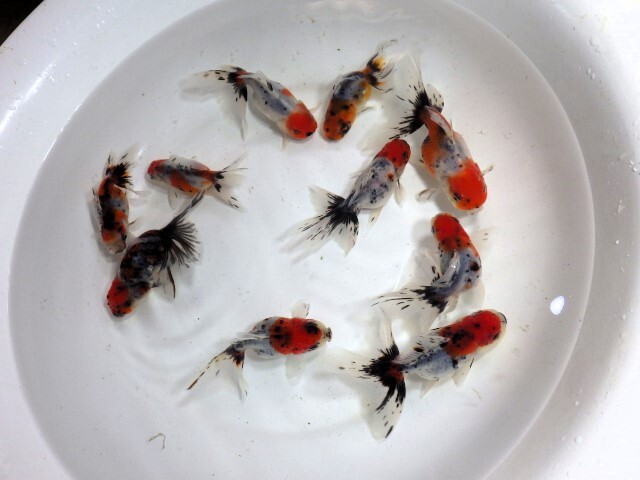 東錦(ニハシアズマ)の仔魚 約4ｃｍ 5匹セット(浜松 二橋養魚場から直送) 25-04-05-1_画像5