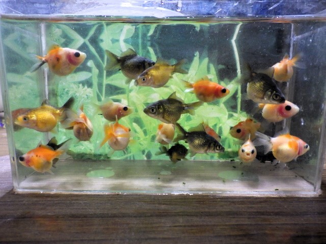 出目ピンポンパールの仔魚　3～4ｃｍ 5匹セット(浜松 二橋養魚場産)250305-03_画像1
