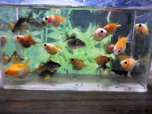 出目ピンポンパールの仔魚　3～4ｃｍ 5匹セット(浜松 二橋養魚場産)250305-03_画像2
