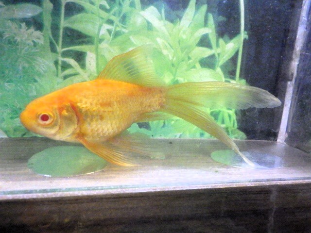超希少!!色濃い半透明鱗のアルビノ朱文金(浜松 二橋養魚場産) 24-09-オス 11.5cm_画像1