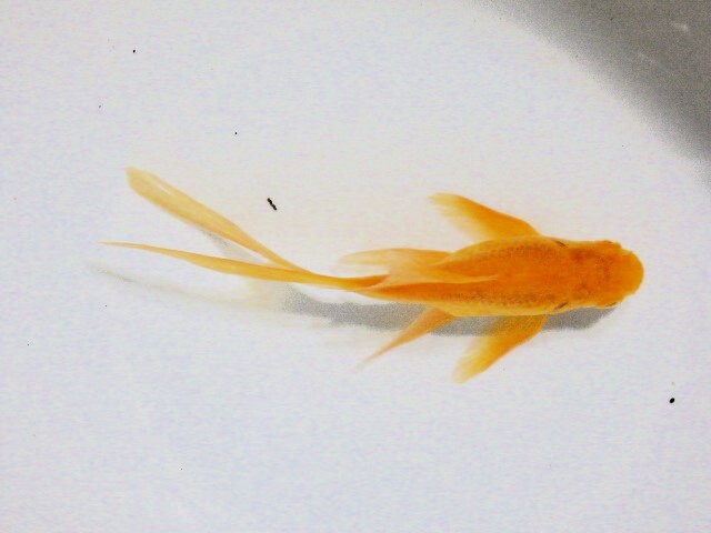 超希少!!色濃い半透明鱗のアルビノ朱文金(浜松 二橋養魚場産) 24-09-オス 11.5cm_画像4