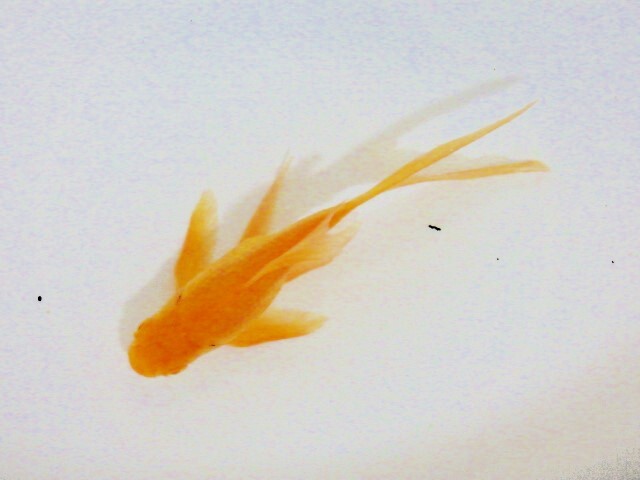 超希少!!色濃い半透明鱗のアルビノ朱文金(浜松 二橋養魚場産) 24-09-オス 11.5cm_画像5