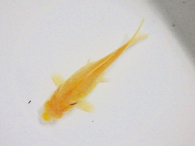 希少!!半透明鱗のアルビノ朱文金(浜松 二橋養魚場産) 24-10-メス 10.5cm_画像5