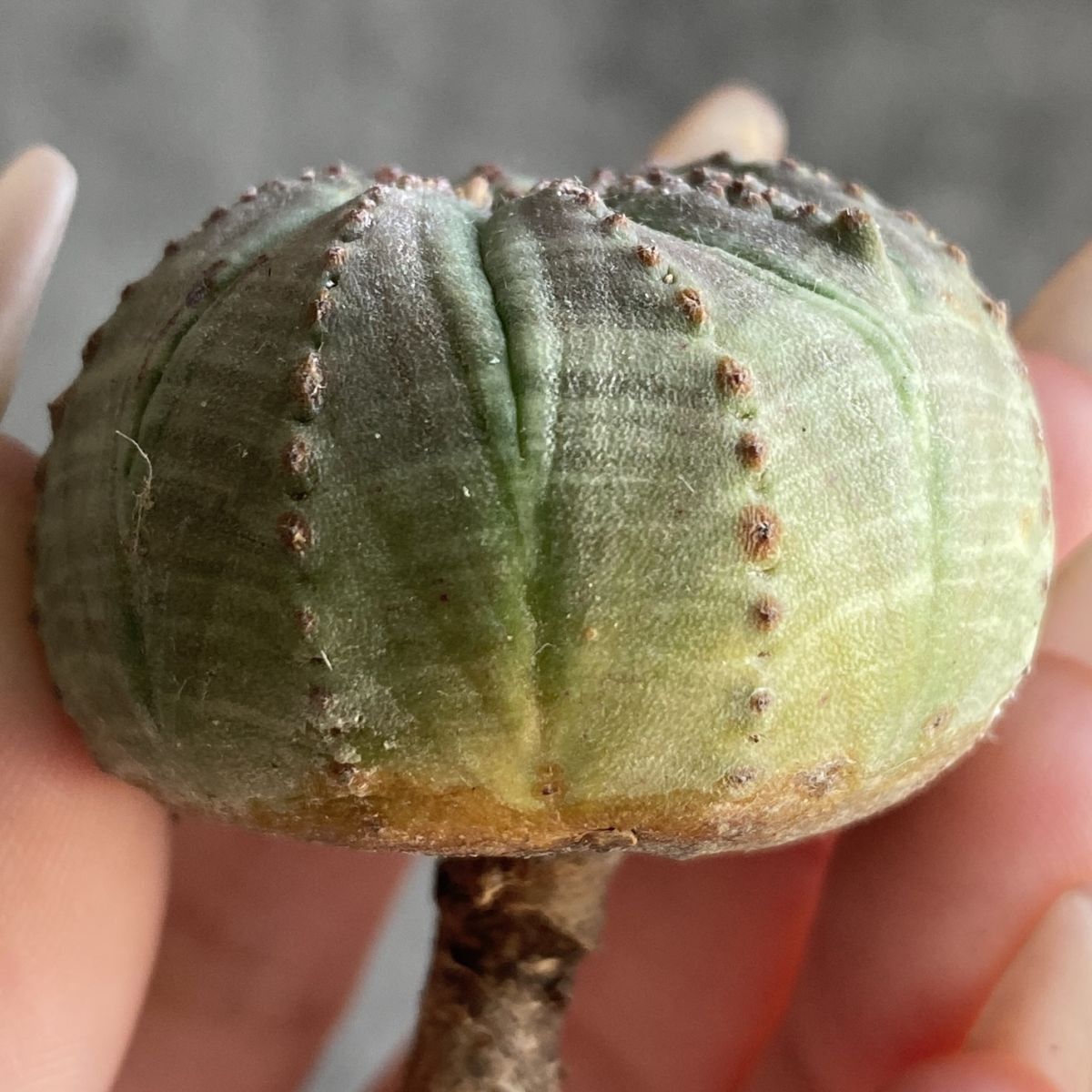 【B12219】◆ Best Quality Obesa ◆【極上！ベスト クオリティ株 】ユーフォルビア オベサ Euphorbia obesa