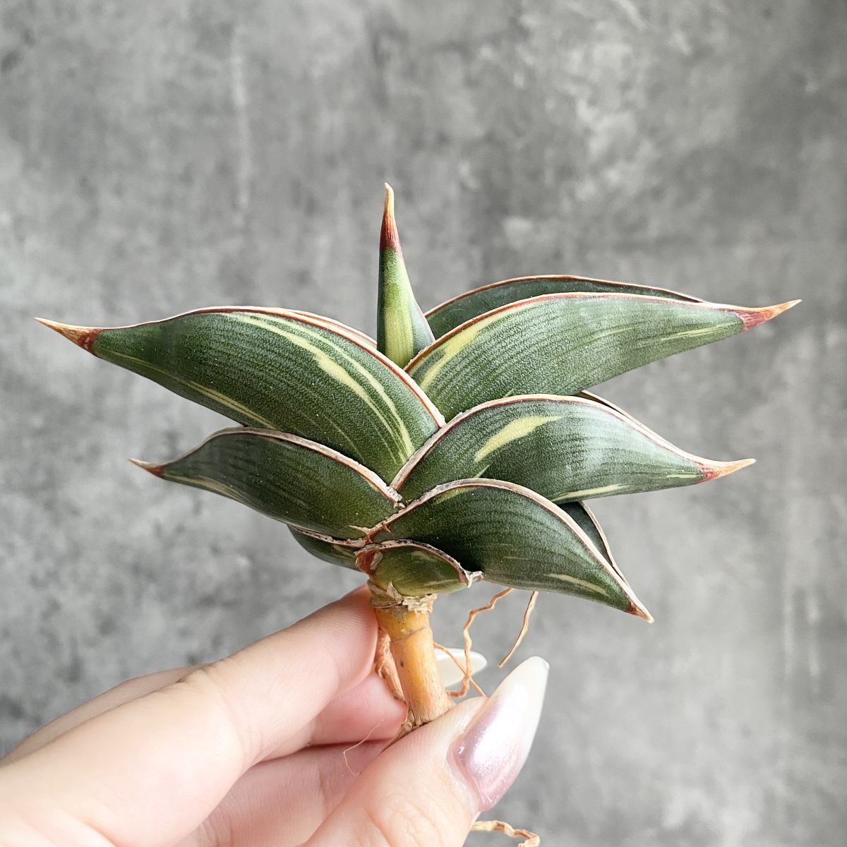 S7502】【極上SS級 縞斑入り株！！】サンスベリア ロリダ 縞