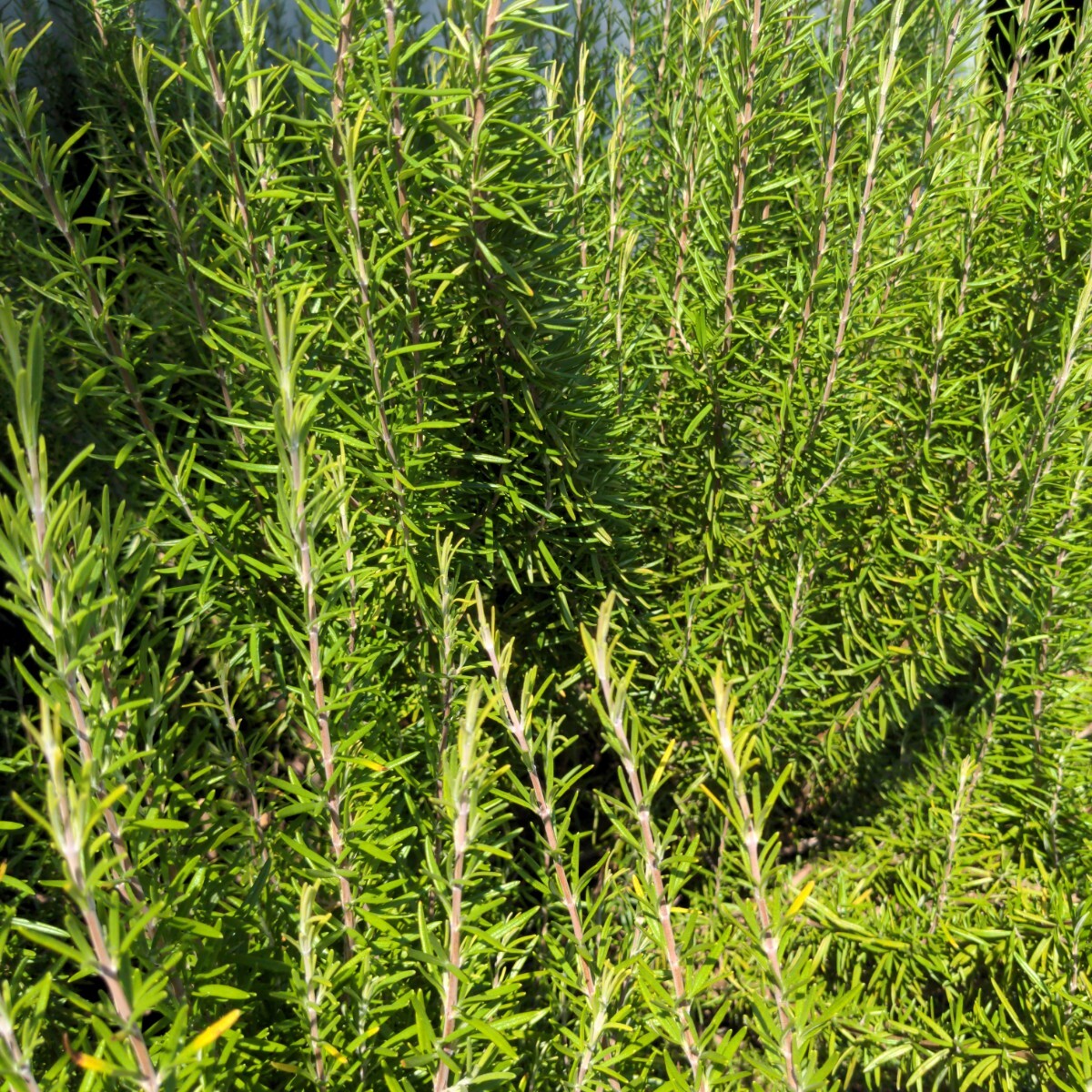  розмарин нет пестициды трава порез . ветка aroma защита от кошек кулинария средство для ванн 