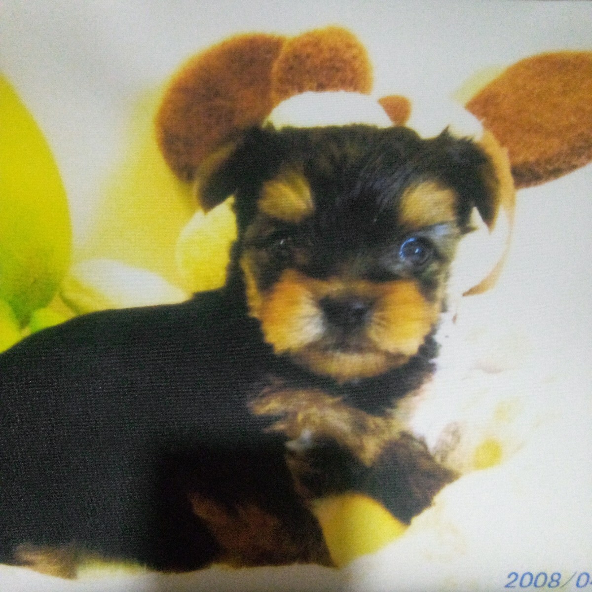 トートバック　ヨークシャーテリア _画像3