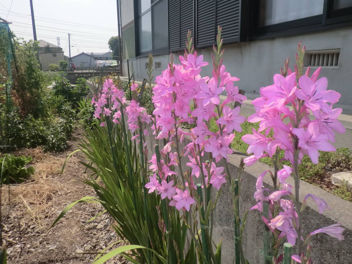 ワトソニア ピンク 中球5球 ①_画像1