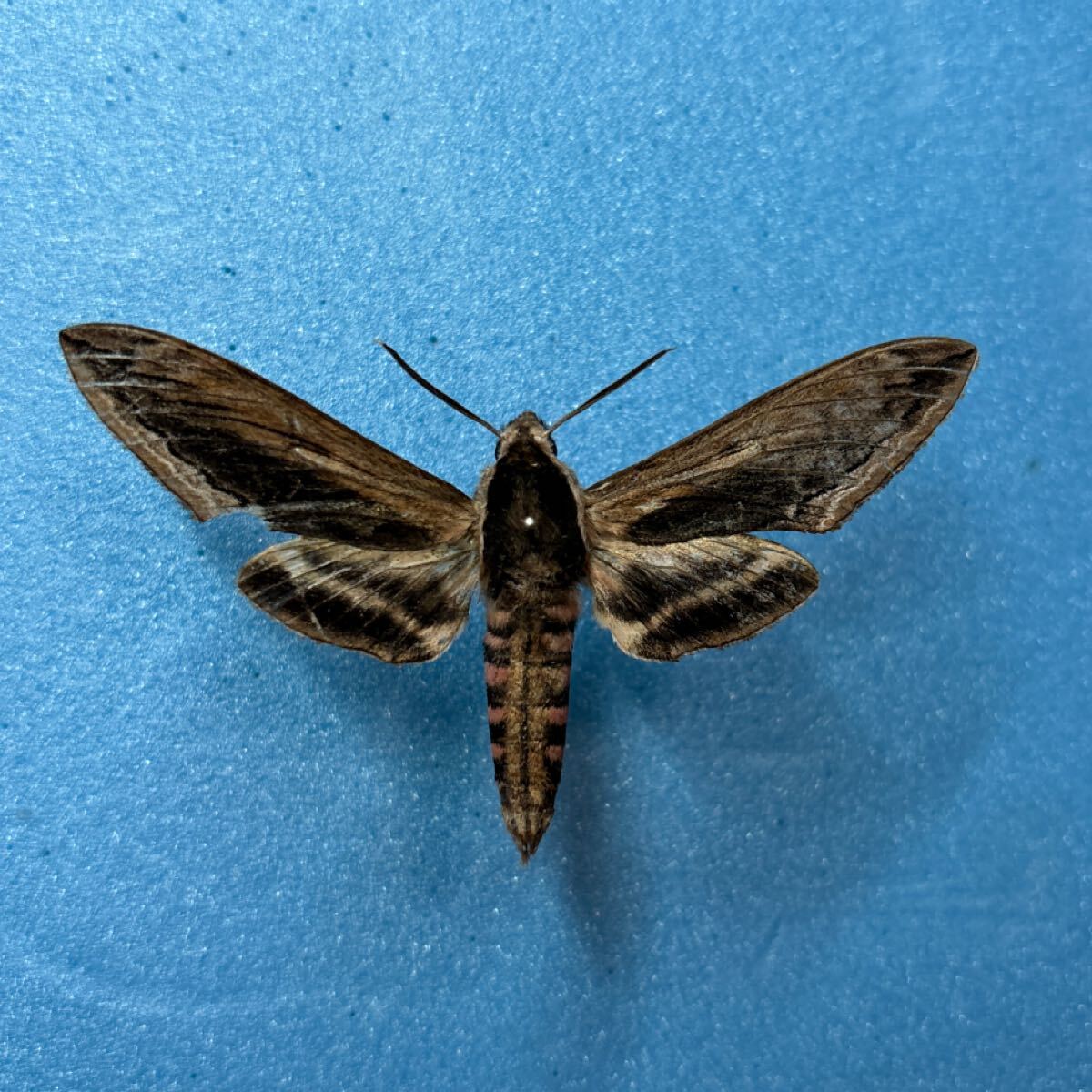 【蛾　標本】コエビガラスズメ_画像1