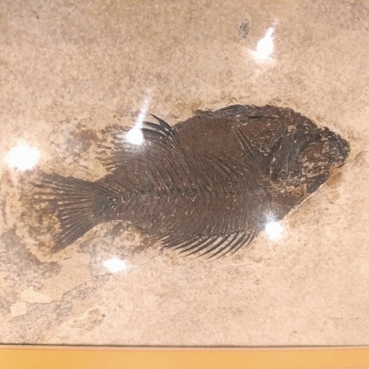 古代魚 化石 魚 プリスカカラ？ 額入り