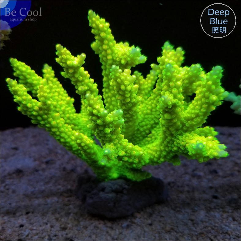 E３３ ミドリイシ　ナタレンシス（１０ｃｍ前後）