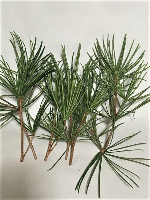 コウヤマキ　切り枝（追跡可能メール便送り）送料無料