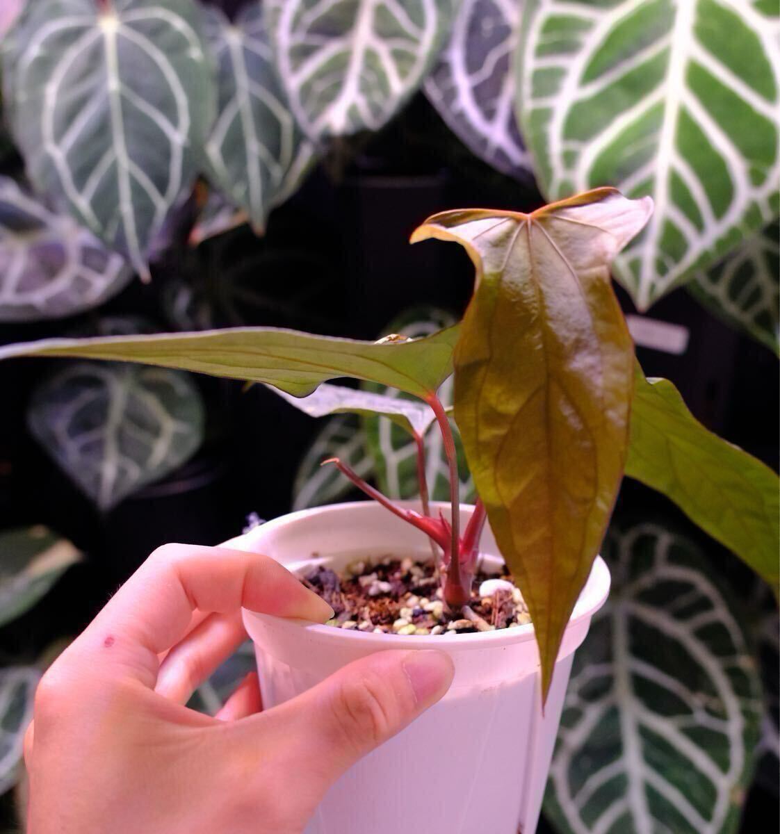 アンスリウム　reegarden papi✖️antolakii「bvep」 アンスリウム reegarden papi✖️antolakii「bvep」 - メルカリ