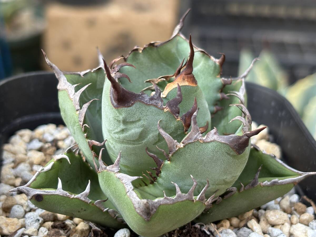 Dragon Agave産》アガベ チタノタ '胖鯨'（パンジン）｜台湾アガベ、大