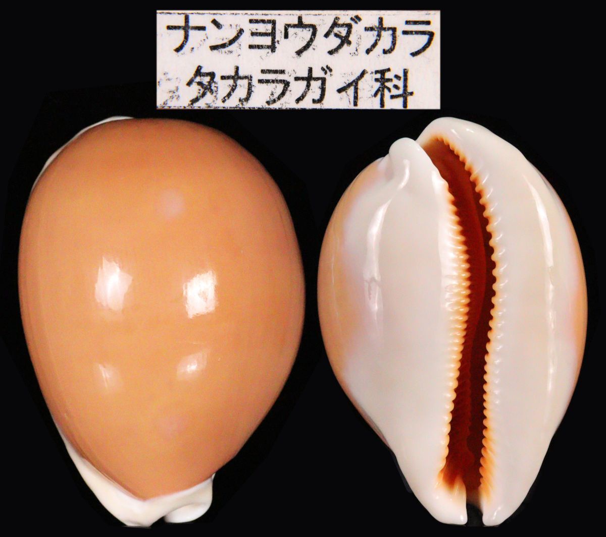 タカラガイ ナンヨウダカラ 貝 標本 櫻】ナンヨウダカラ タカラガイ科 貝標本 貝殻 9cm[77141⑤