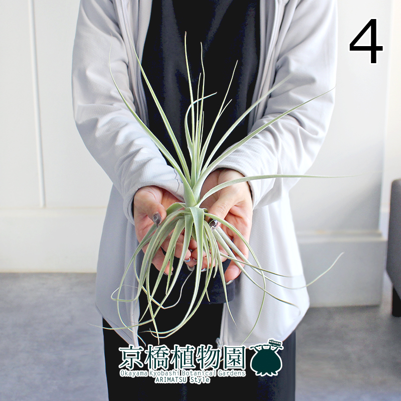 【現(xiàn)品】チランジア?ストラミネア Ｓサイズ（4）Tillandsia straminea