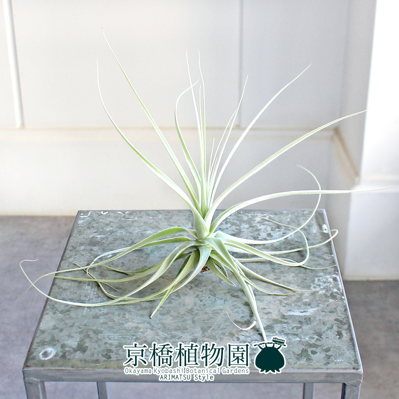 【現(xiàn)品】チランジア?ストラミネア Ｓサイズ（4）Tillandsia straminea