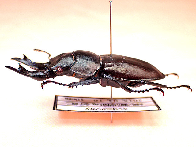 * sale! large WD! gold oni stag beetle *40mm specimen *