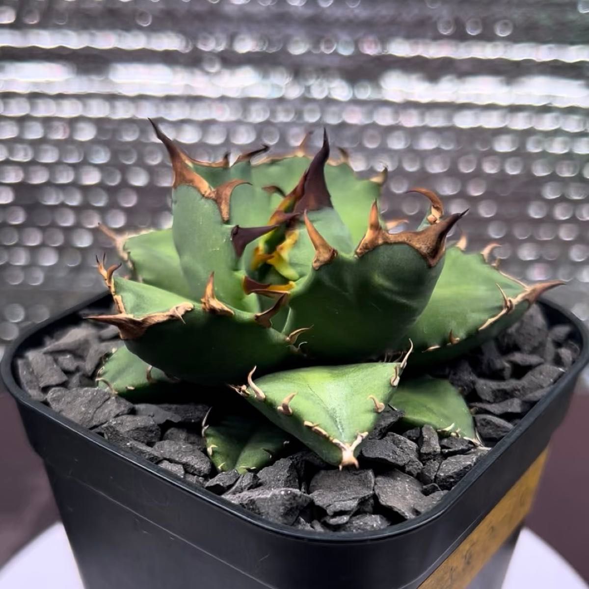 アガベ AGAVE チタノタ titanota 姫厳竜 子株 2-10 鉢のまま発送