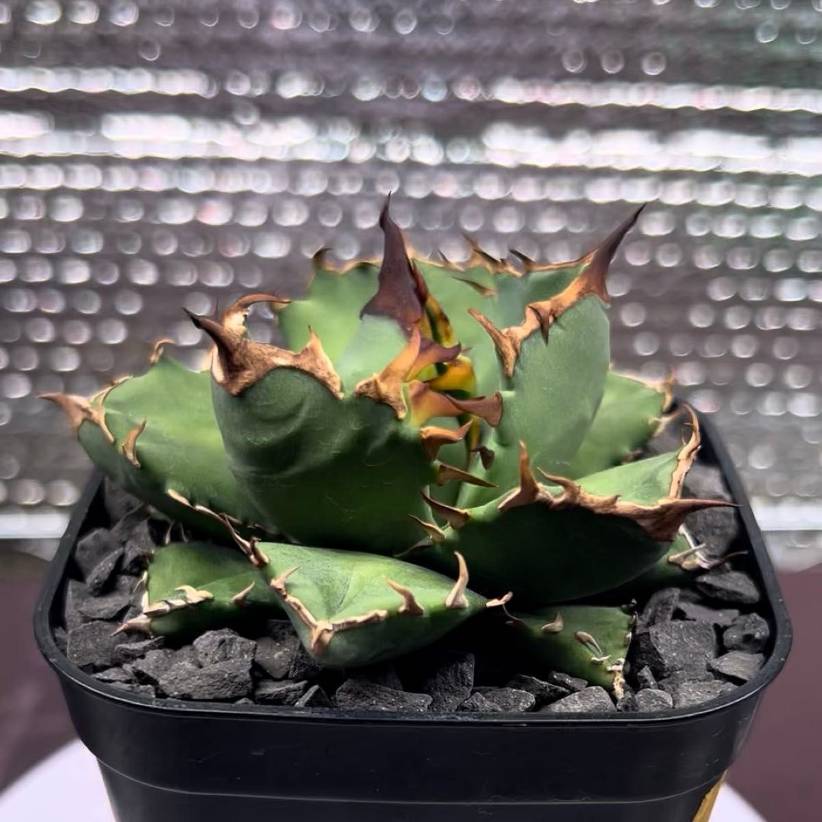 アガベ AGAVE チタノタ titanota 姫厳竜 子株 2-11 鉢のまま発送