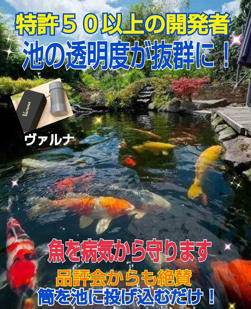 池の水質が抜群になります☆【ヴァルナ池用】錦鯉の飼育者絶賛！病原菌や感染症など有害物質を抑制し透明度が抜群になります！色艶もアップ