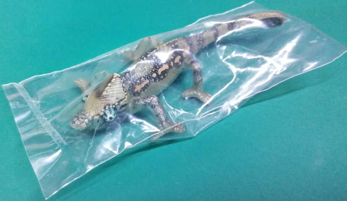 原色爬虫類 トカゲの値段と価格推移は 39件の売買情報を集計した原色爬虫類 トカゲの価格や価値の推移データを公開 原色爬虫類 トカゲの値段と価格推移は 39件の売買情報を集計した原色爬虫類 トカゲの価格や価値の推移データを公開