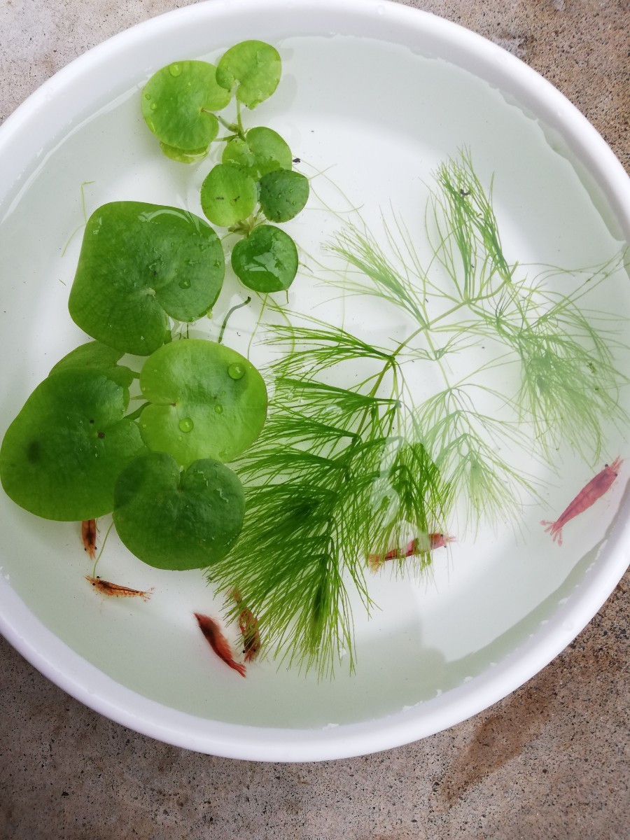 Paypayフリマ メダカ水草セット Paypayフリマ メダカ水草セット