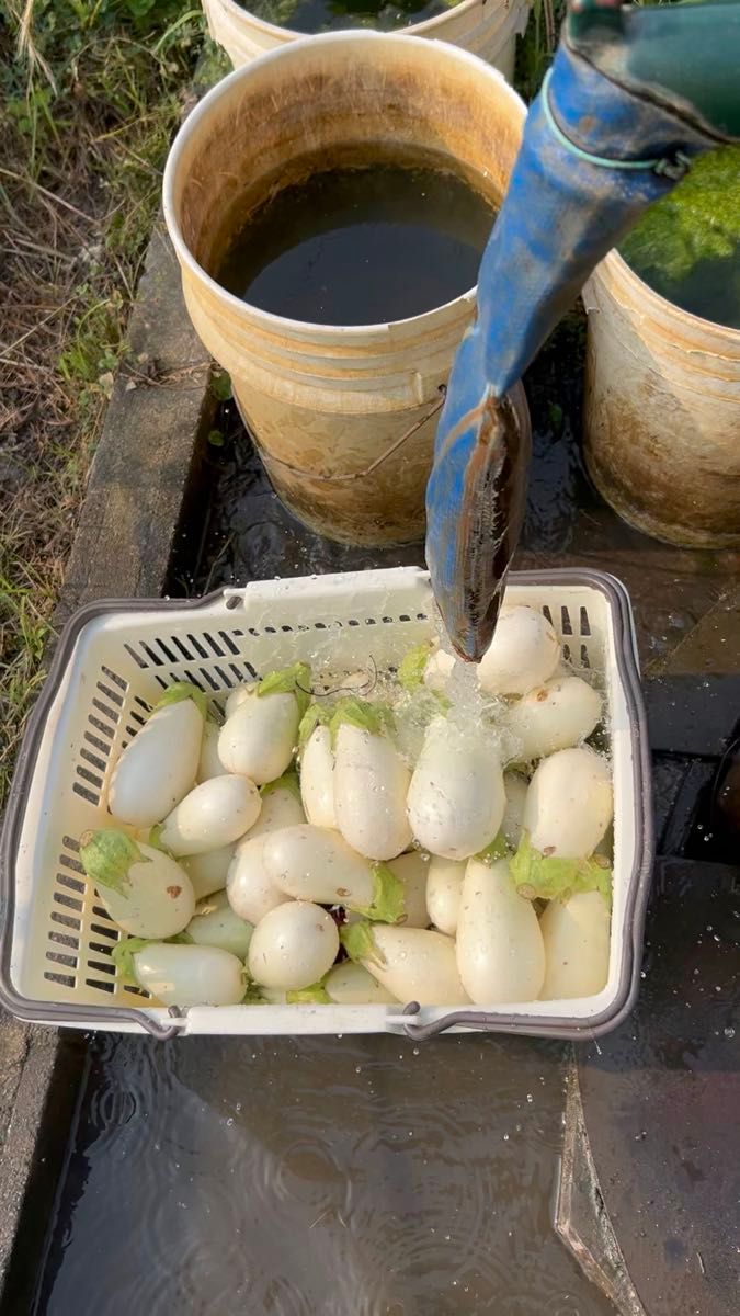 【白なすセット】農薬は栽培期間中不使用・専用BOXに詰められるだけ