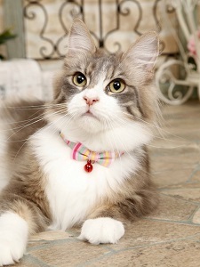  new goods * cat collar * multi stripe * neck around 18~28cm* safety buckle * name tag attaching *
