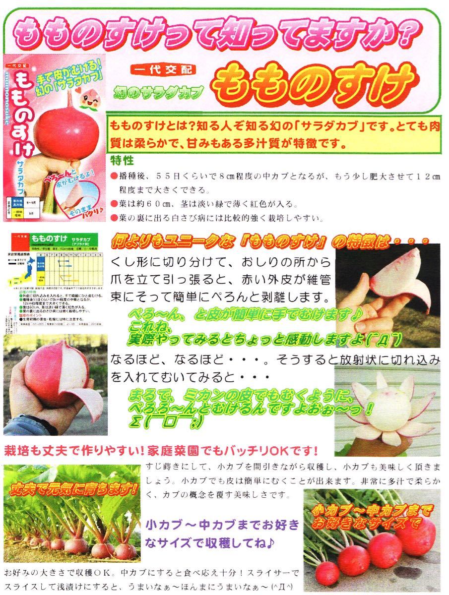 【オマケ付！！】幻のサラダカブ もものすけの種 10粒 野菜 かぶ 家庭菜園 種