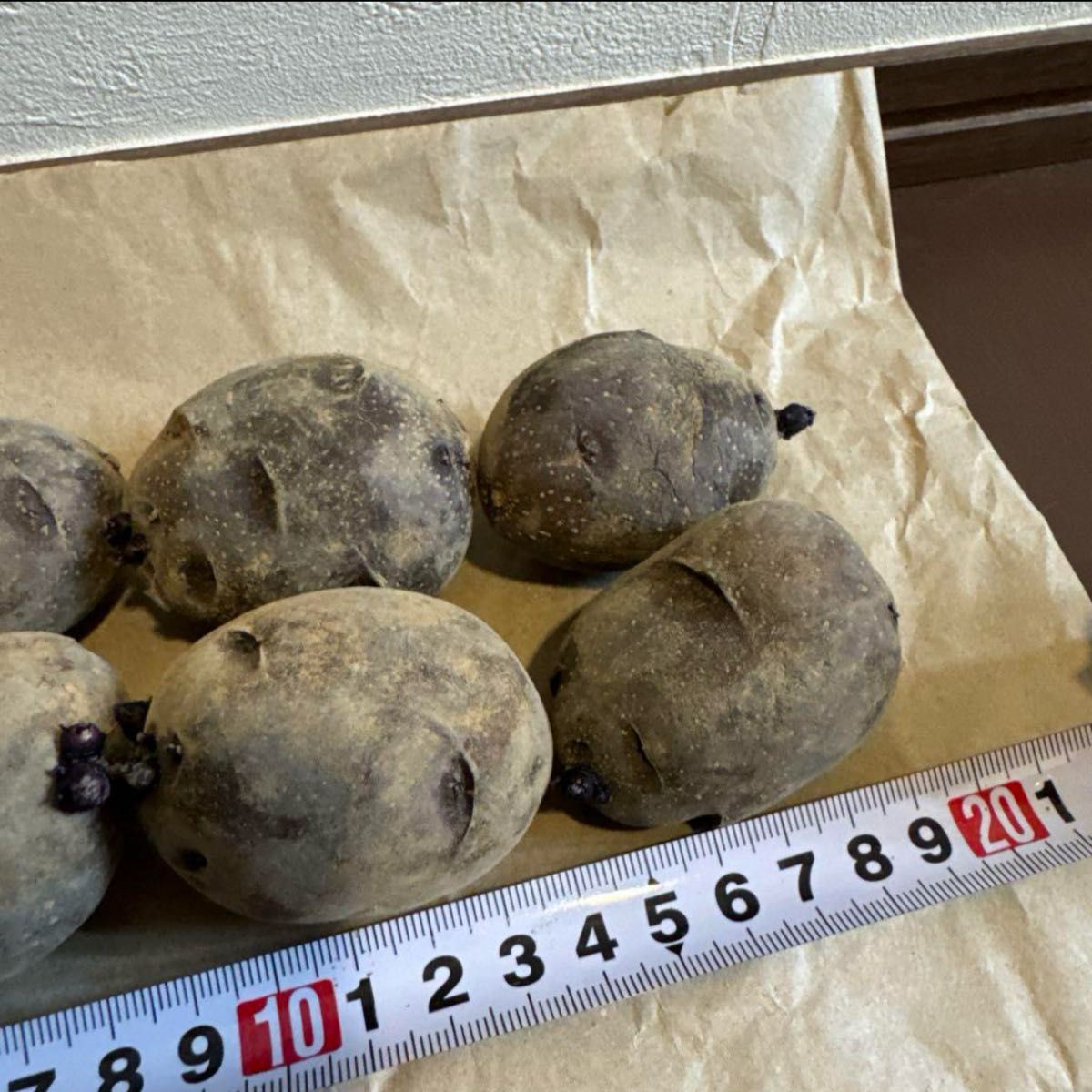 9 希少 俵マゼラン タワラマゼラン じゃがいも 種芋 種イモ 6個