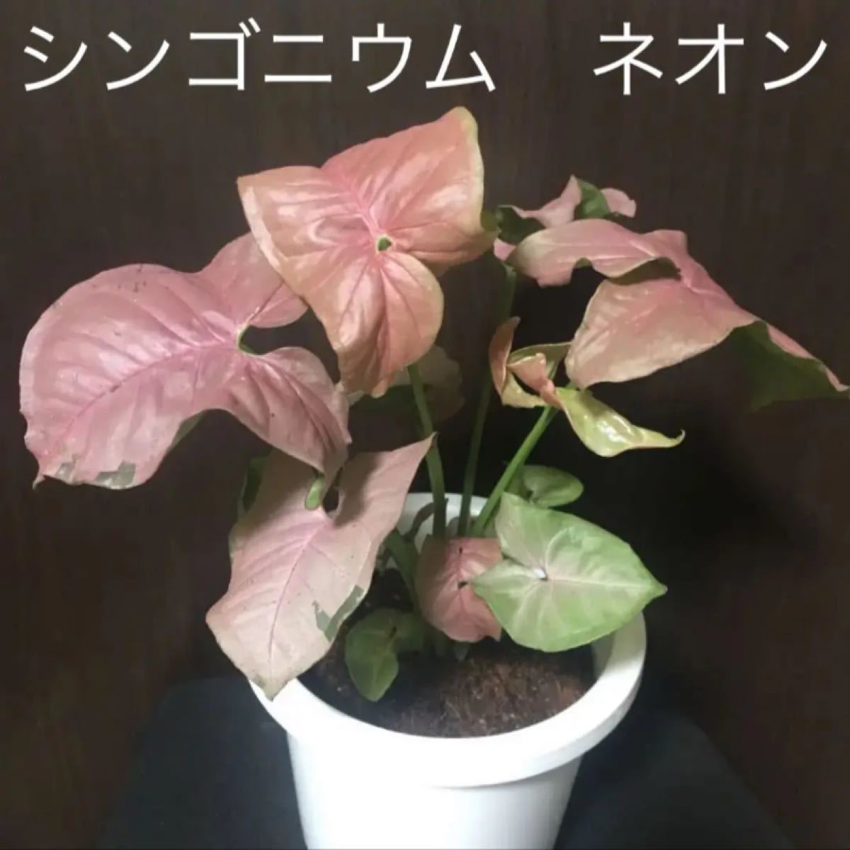 Paypayフリマ ピンクの葉 人気の観葉植物 シンゴニウム ネオン 抜き苗