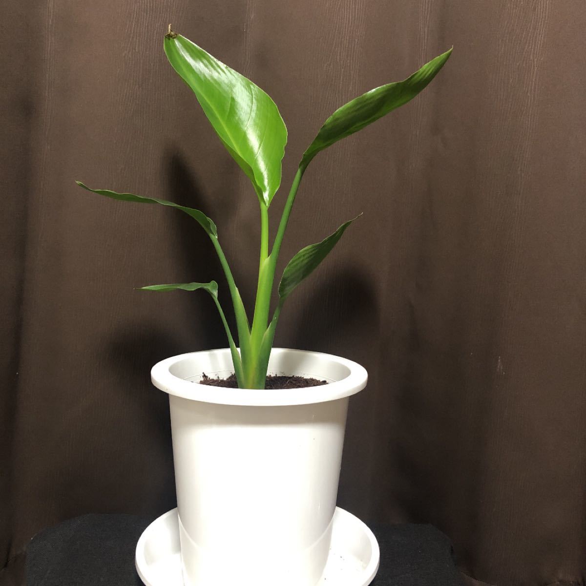 Paypayフリマ ストレリチア 花言葉 輝かしい未来 抜き苗 Paypayフリマ ストレリチア 花言葉 輝かしい未来 抜き苗
