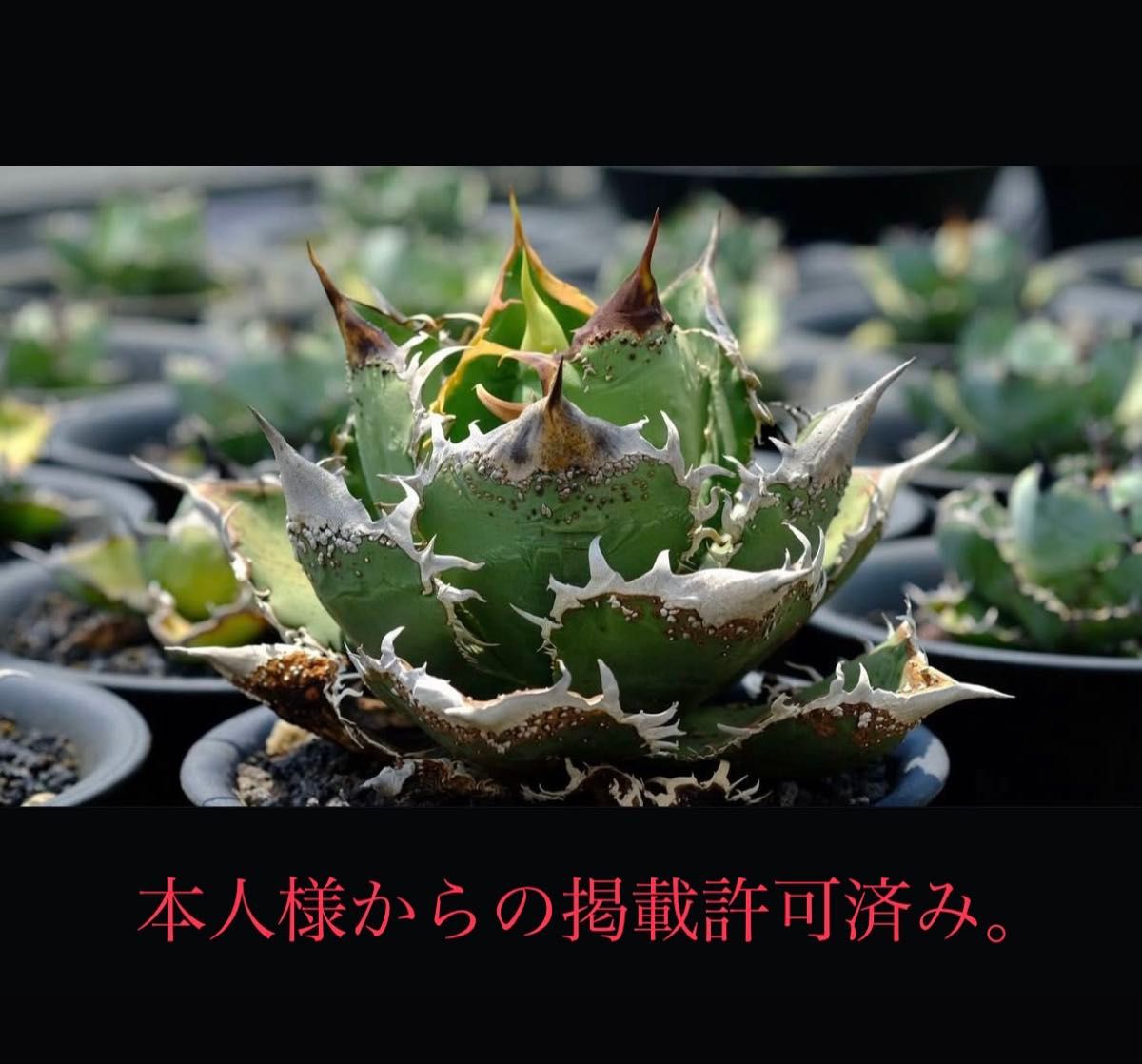 アガベ アガベチタノタ 麻花龍 マーファーロン ぶつぶ スタッズ アガベ アガベチタノタ 麻花龍 マーファーロン ぶつぶ スタッズ