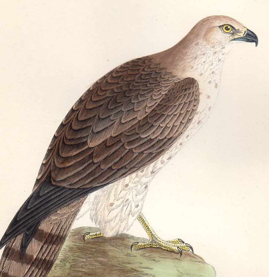 1866年 Bree ヨーロッパの鳥類史 手彩色 木版画 タカ科 チュウヒワシ属 チュウヒワシ SHORT-TOED EAGLE 博物画_画像2