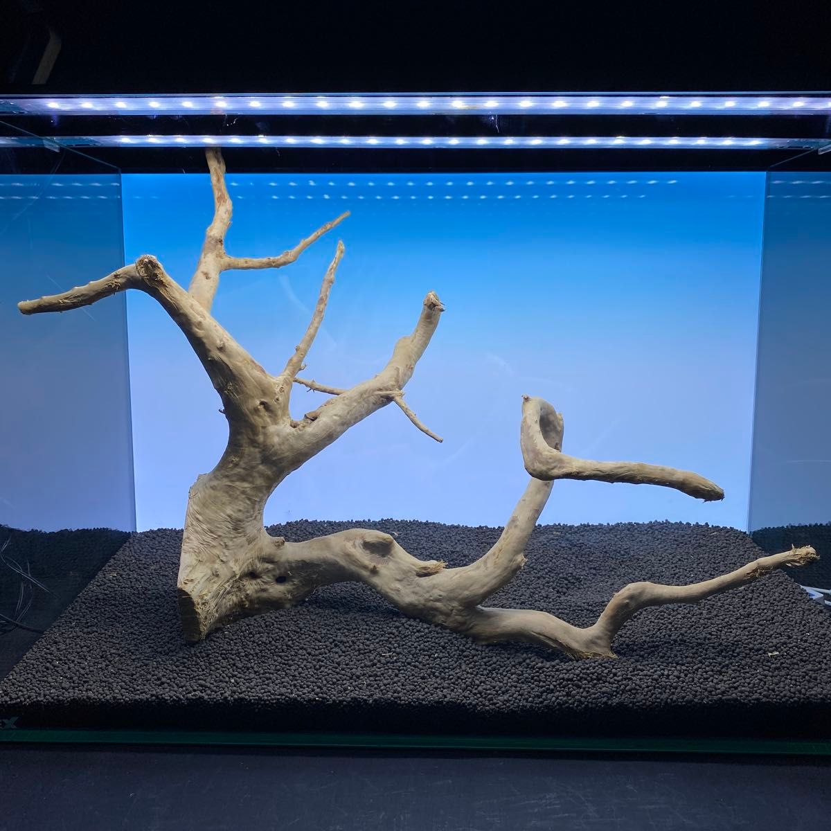 32109 流木 ブランチウッド アクアリウム MDW-6564 ブランチウッド 流木 枝流木 アクアリウム|Yahoo