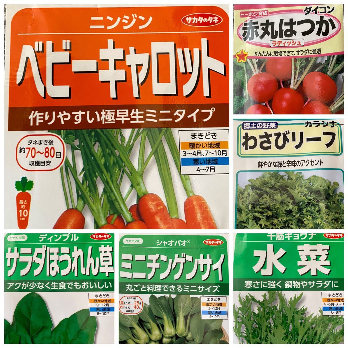 Paypayフリマ 野菜の種 6種類 サンチュ30粒