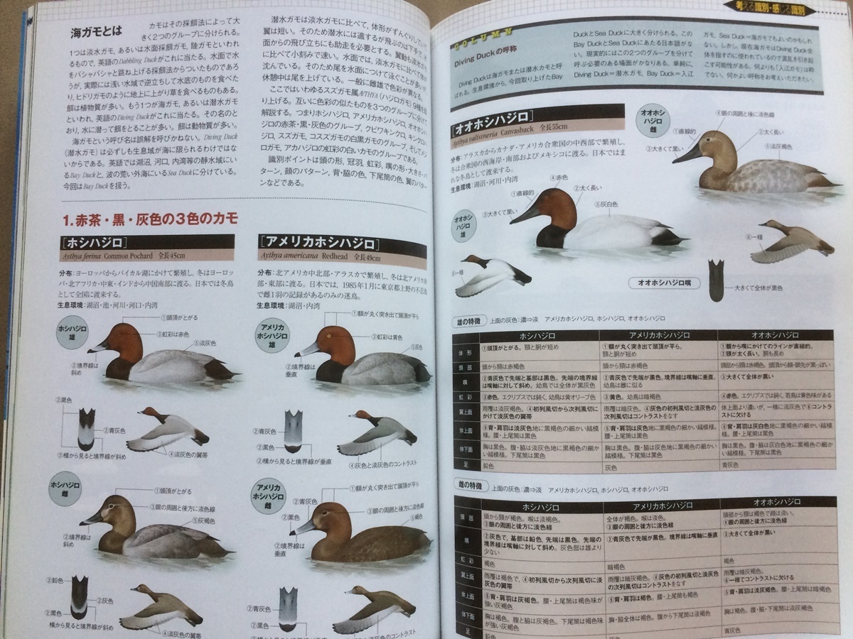 BIRDER バーダー 2005年3月号★野鳥写真 フィルムｖｓデジタル★淡水ガモの識別 #鴨 カモ 見分け方