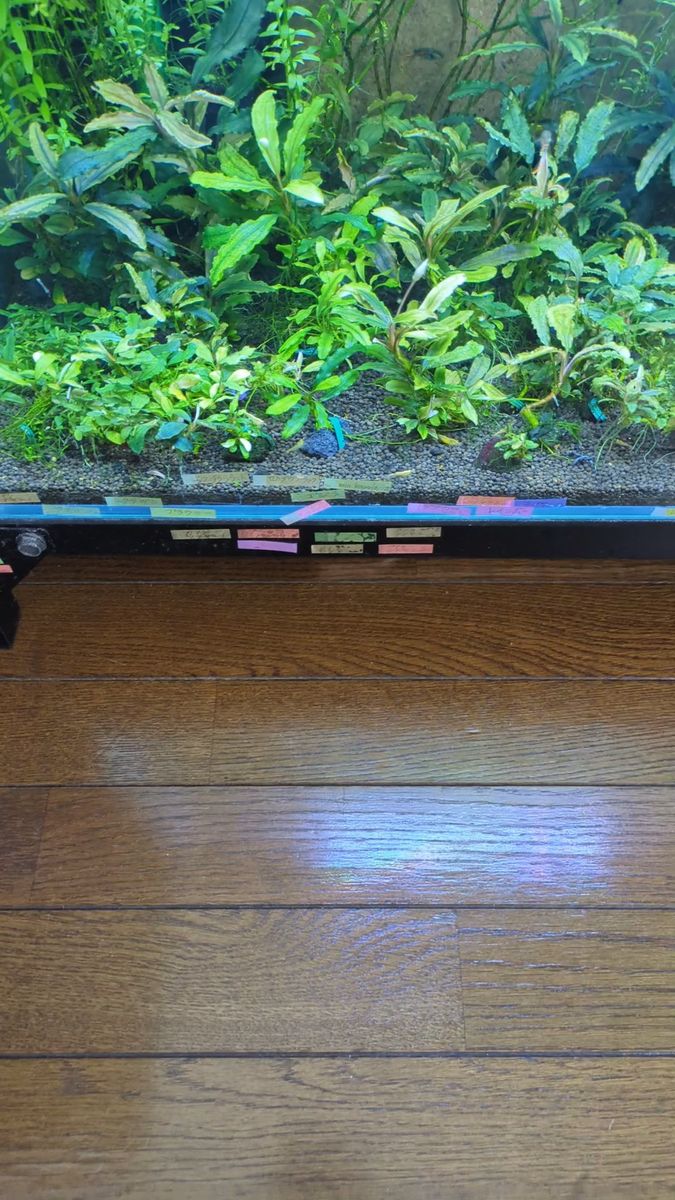ブセファランドラ クダガンパープル1株