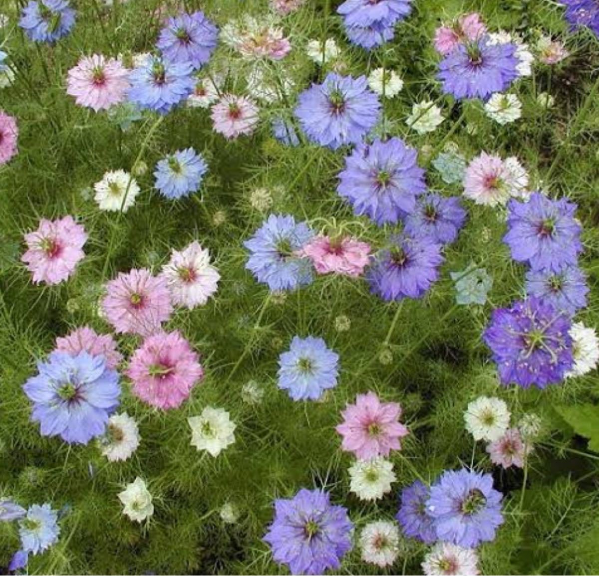 花　可愛い　種　ニゲラ