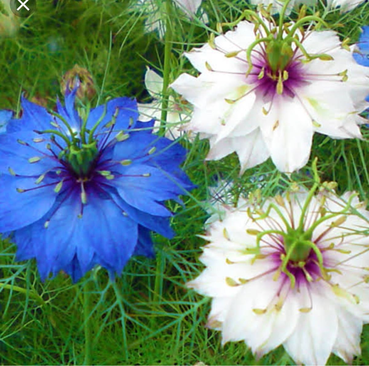 花　可愛い　種　ニゲラ
