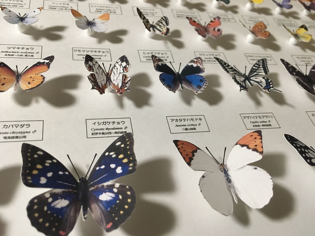 チュチュ 蝶の標本ペパクラ1/2サイズ(額なしキット)15セット 蝶の標本ペパクラ1/2サイズ(額なしキット)|Yahoo!フリマ(旧
