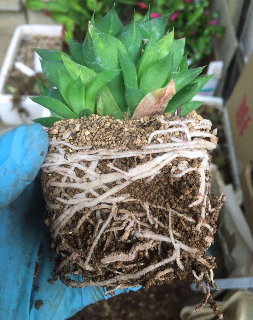 ヤフオク 多肉植物の土 0 5l 鉢底土付き ブレンド ハオル ヤフオク 多肉植物の土 0 5l 鉢底土付き ブレンド ハオル